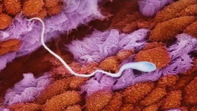 human embryo pictures