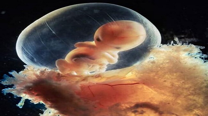 human embryo pictures