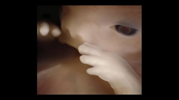 human embryo pictures