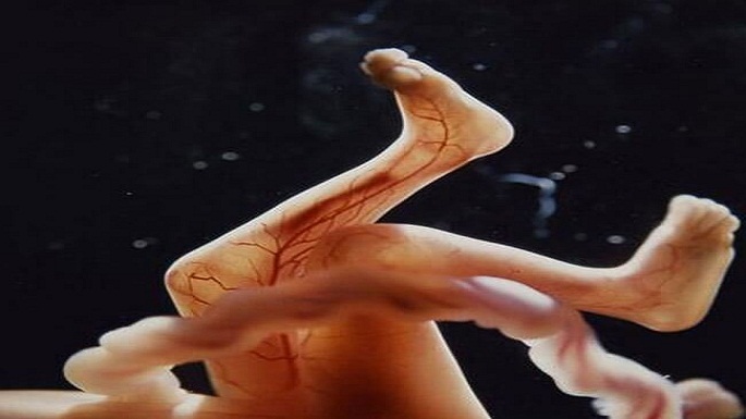 human embryo pictures