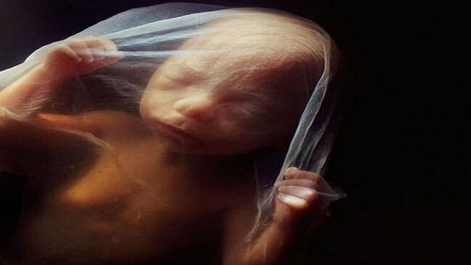 human embryo pictures