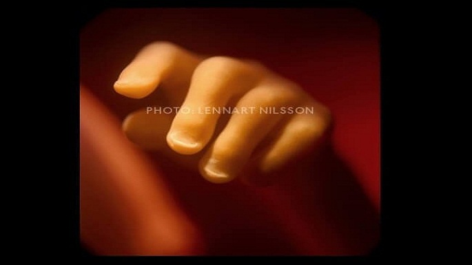 human embryo pictures