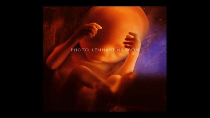 human embryo pictures