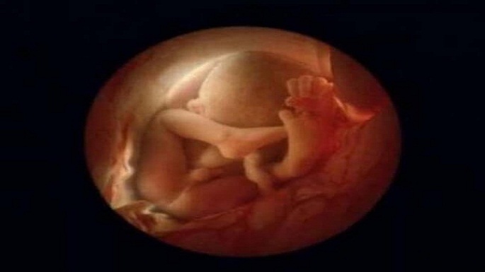 human embryo pictures