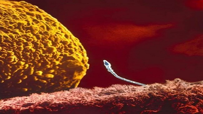 human embryo pictures