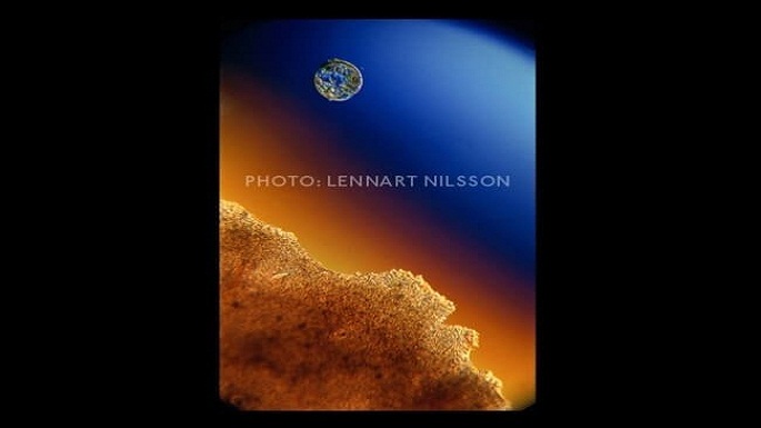 human embryo pictures