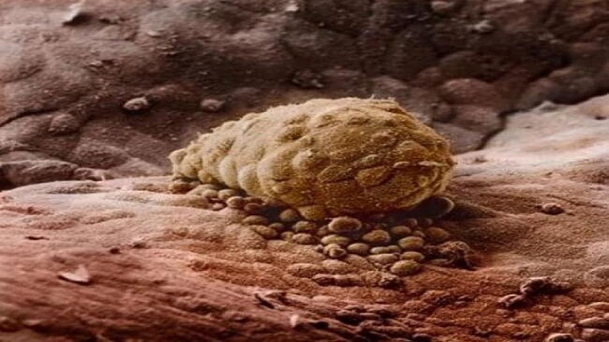 human embryo pictures