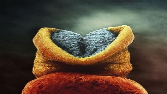human embryo pictures