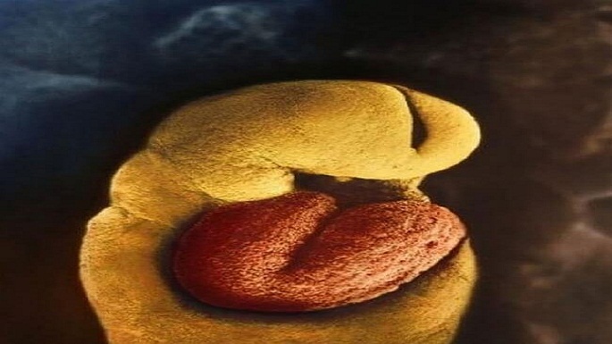 human embryo pictures