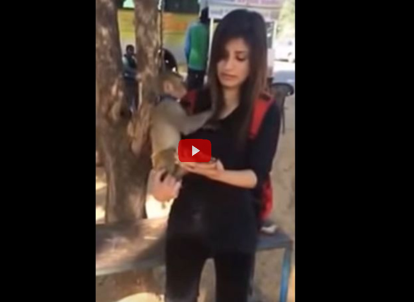 funny monkey attacking beautiful girl video viral on social media funny monkey attacking beautiful girl video viral on social media