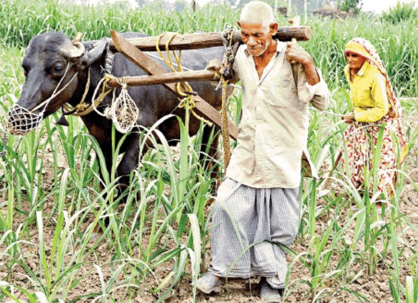 UP farmer