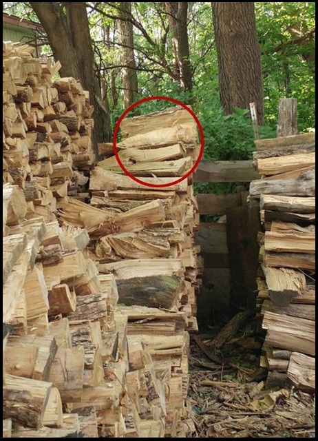 hidden cat find 1