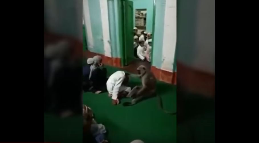 MONKEY Forces Young Boy