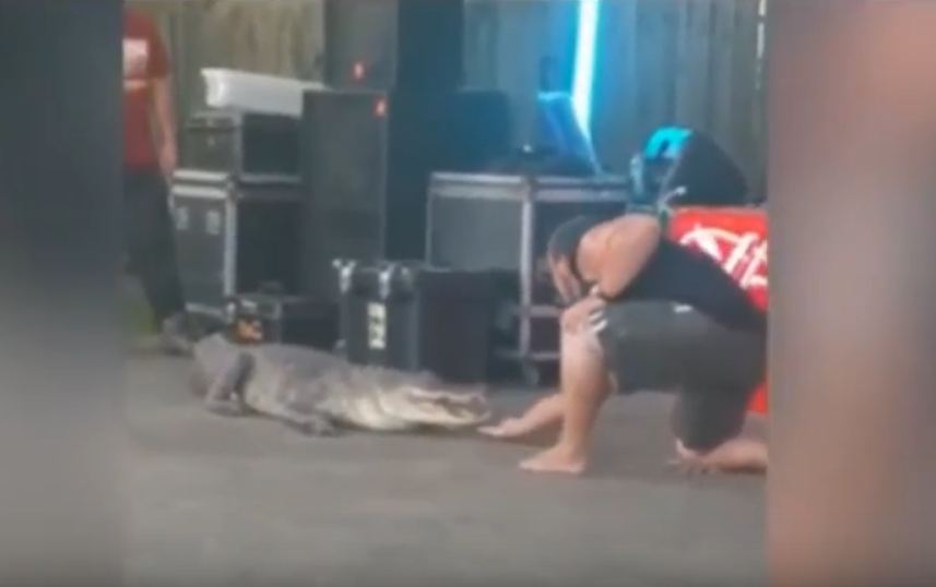 alligator attacked on man