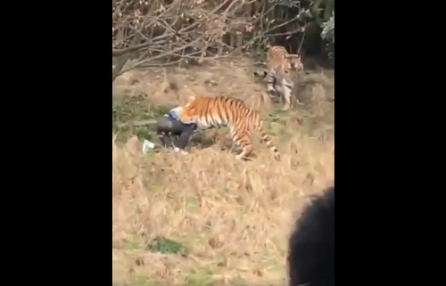 tiger attacks man