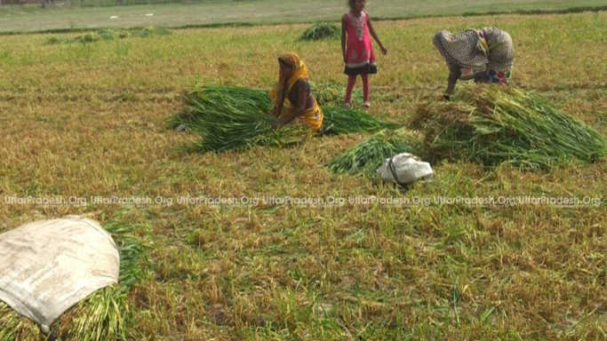 cut green crop for Modi rally
