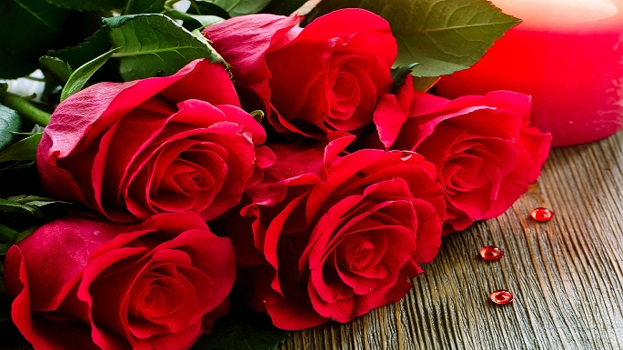 red roses pics