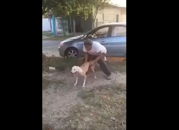 Dog Stunts Video