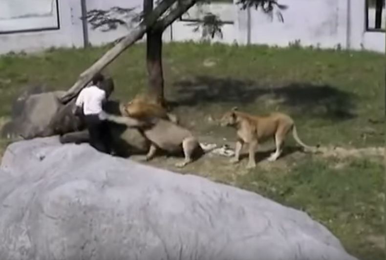 Man Jumps into Lion Enclosure Video
