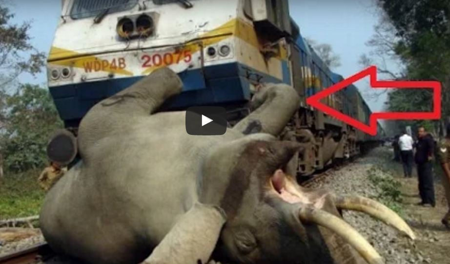 Elephant Accident With Train Video