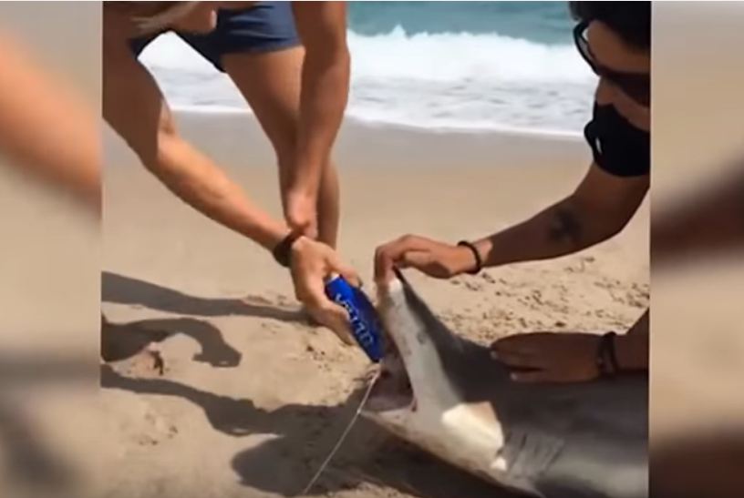Shark Drink Beer Video