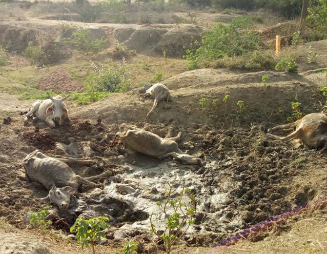 Cows Dies Due To Hunger