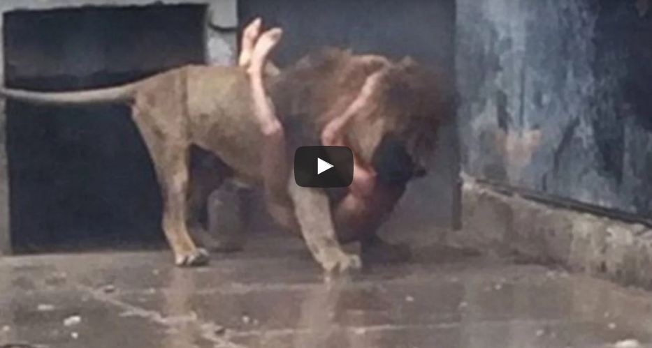 Man Jump To Lion