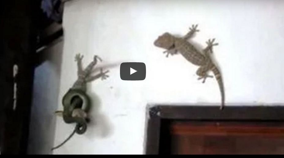 Unbelievable Shocking Video