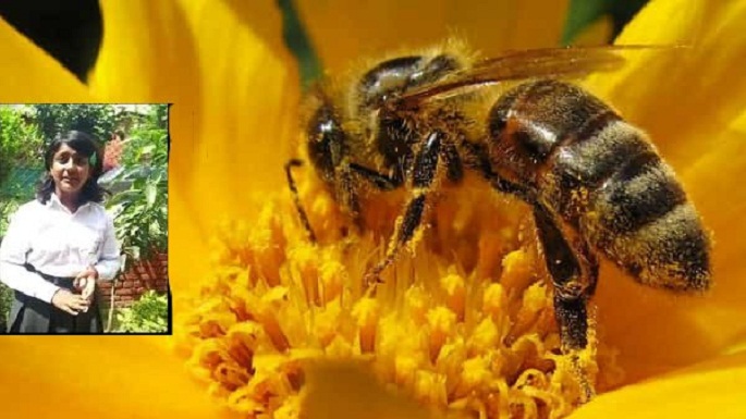 kavy-vignesh-honey-bee-robot