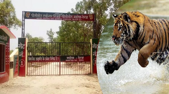 pilibhit tiger reserve
