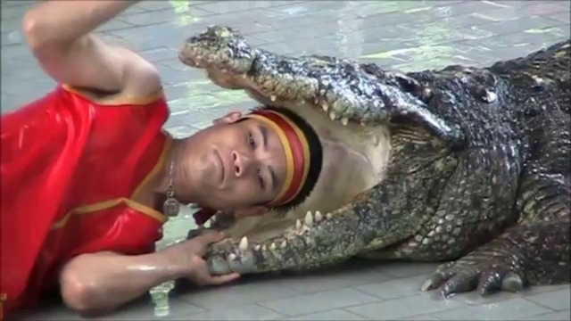 Crocodile