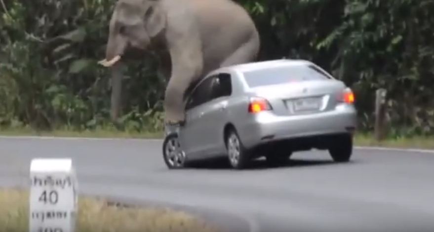 Angry Elephant Video