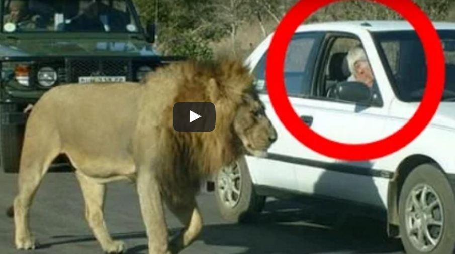 Lion Attacked On Women