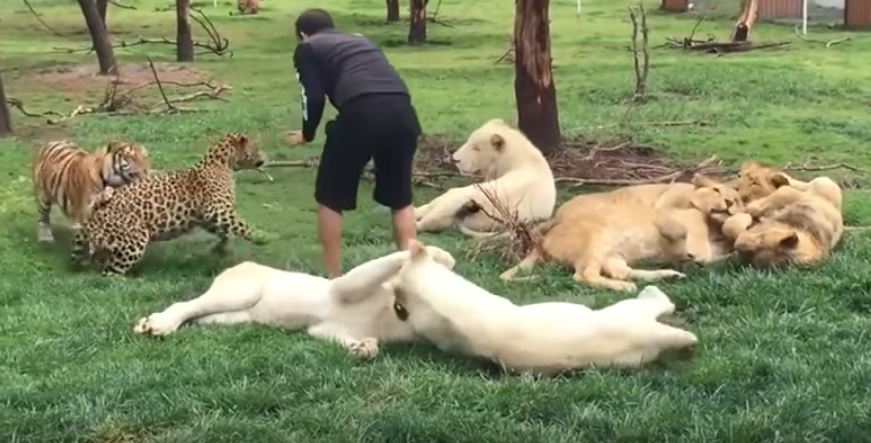 Tiger Saves Man