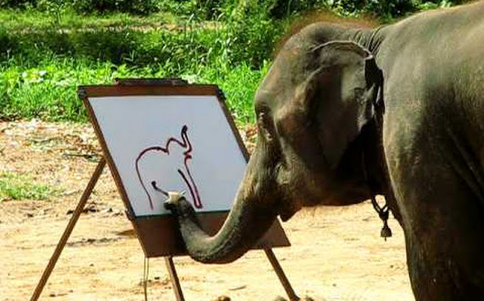 elephant amazing talent