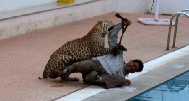 india-leopard