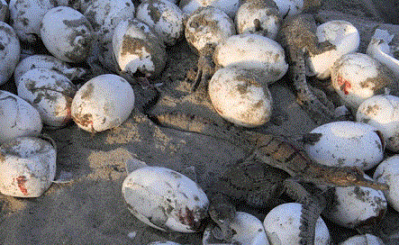 700 crocodiles