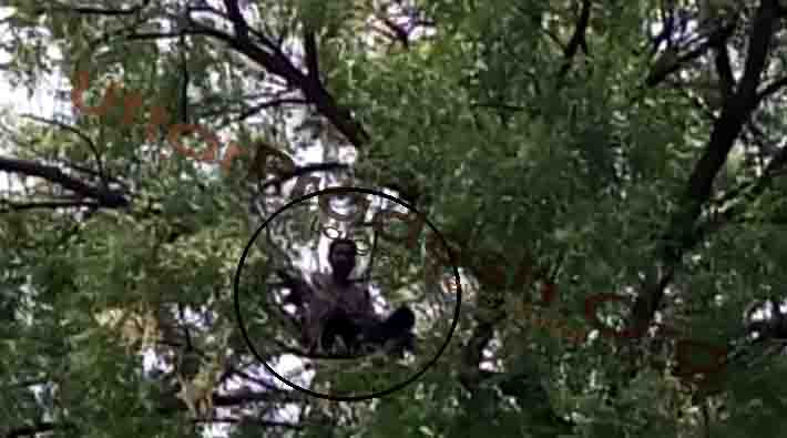 devendra mohan mishra climebed neem tree in bjp office