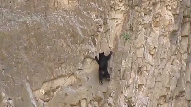 bears