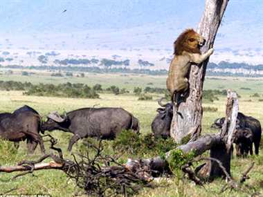 buffalo