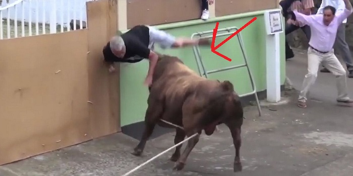 bull
