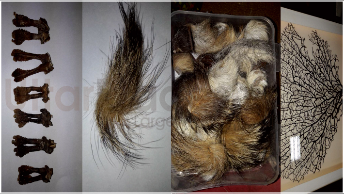 forest department recovered restricted animals stuff