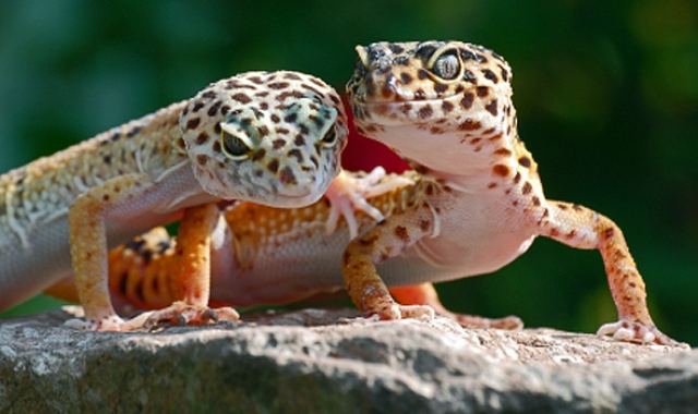 Leopard-gecko