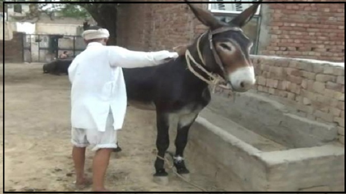 donkey
