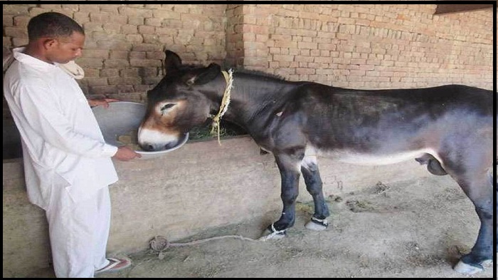 donkey