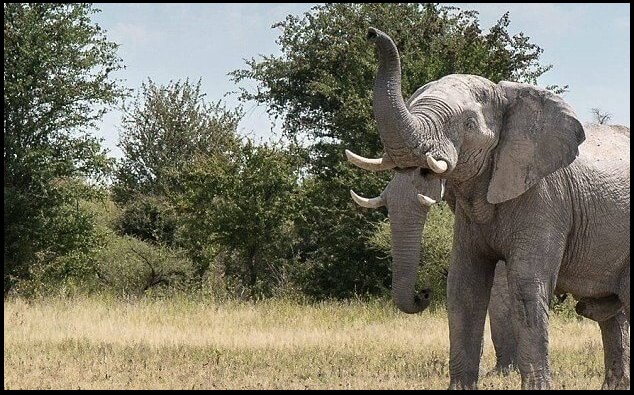 elephant