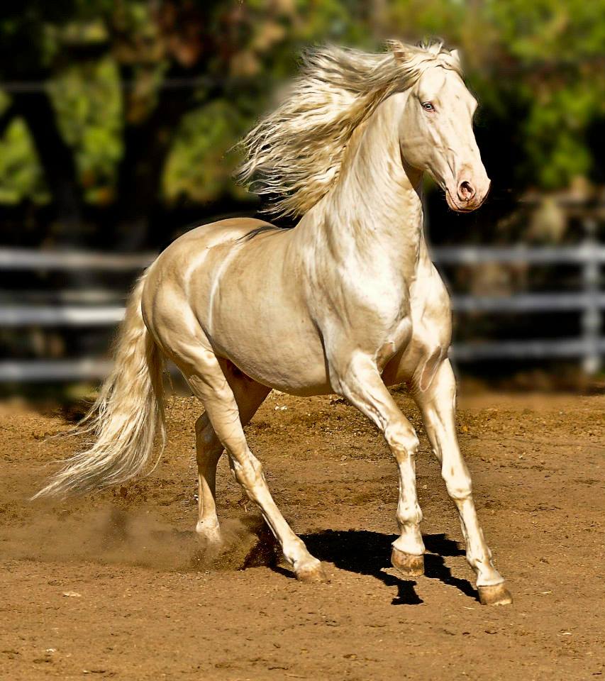 golden horse