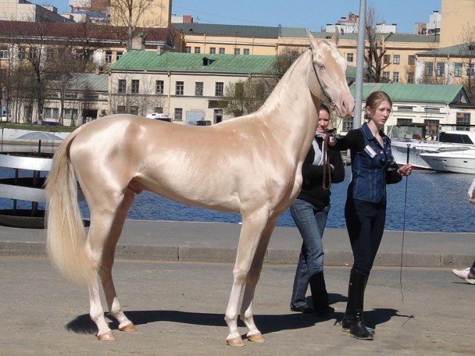 golden horse