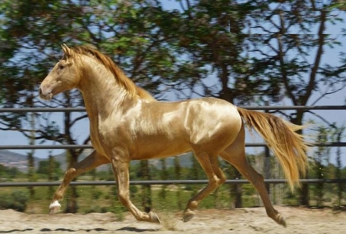 golden horse