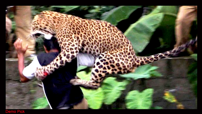 man eating leopard